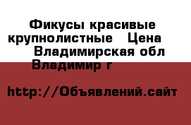 Фикусы красивые крупнолистные › Цена ­ 500 - Владимирская обл., Владимир г.  »    